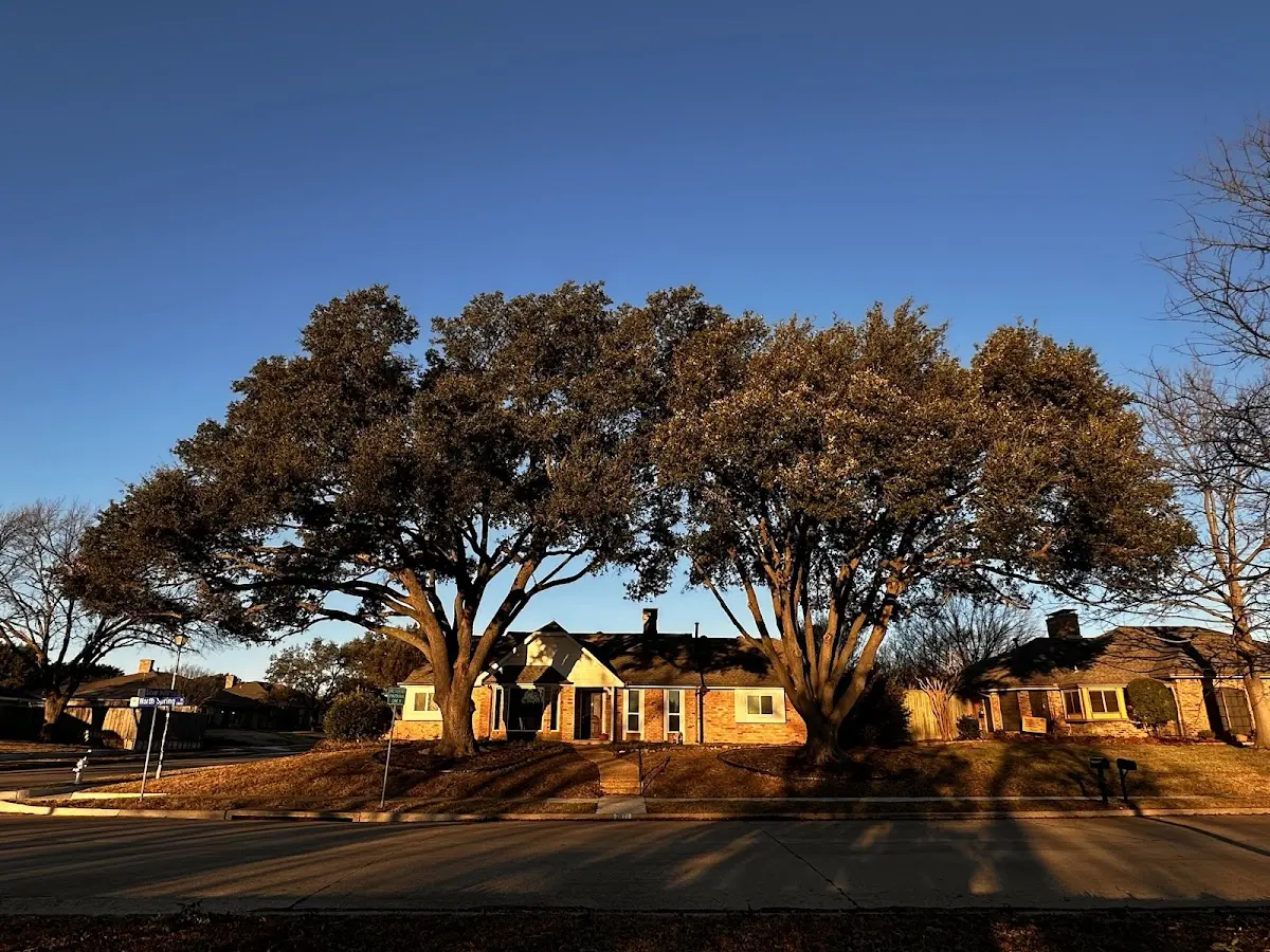 Established residential canopy tree shading a home in Jewell