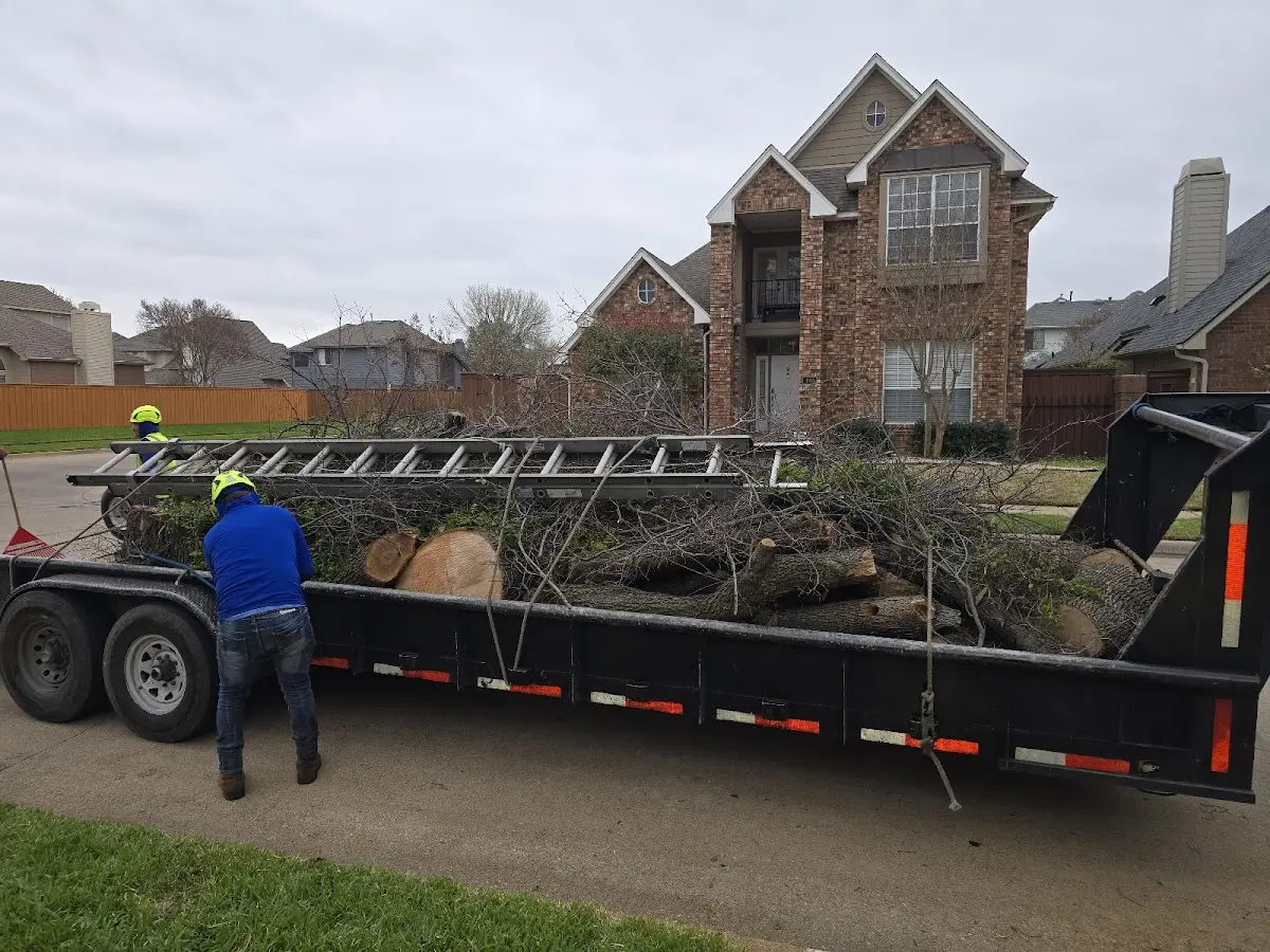 Expert Tree Removal with proper safety equipment in Jewell
